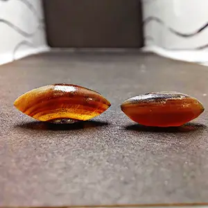 مهره مار خونی