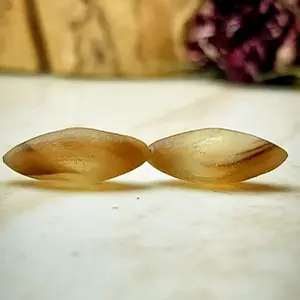 مهره مار رگه دار