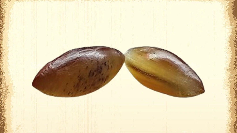 چگونه از مهره مار به درستی استفاده کنیم؟